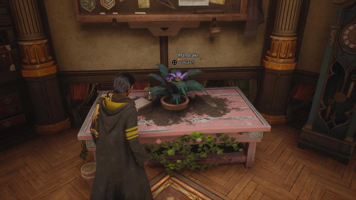 Potting a Mandrake in the Room of Requirement in Hogwarts Legacy