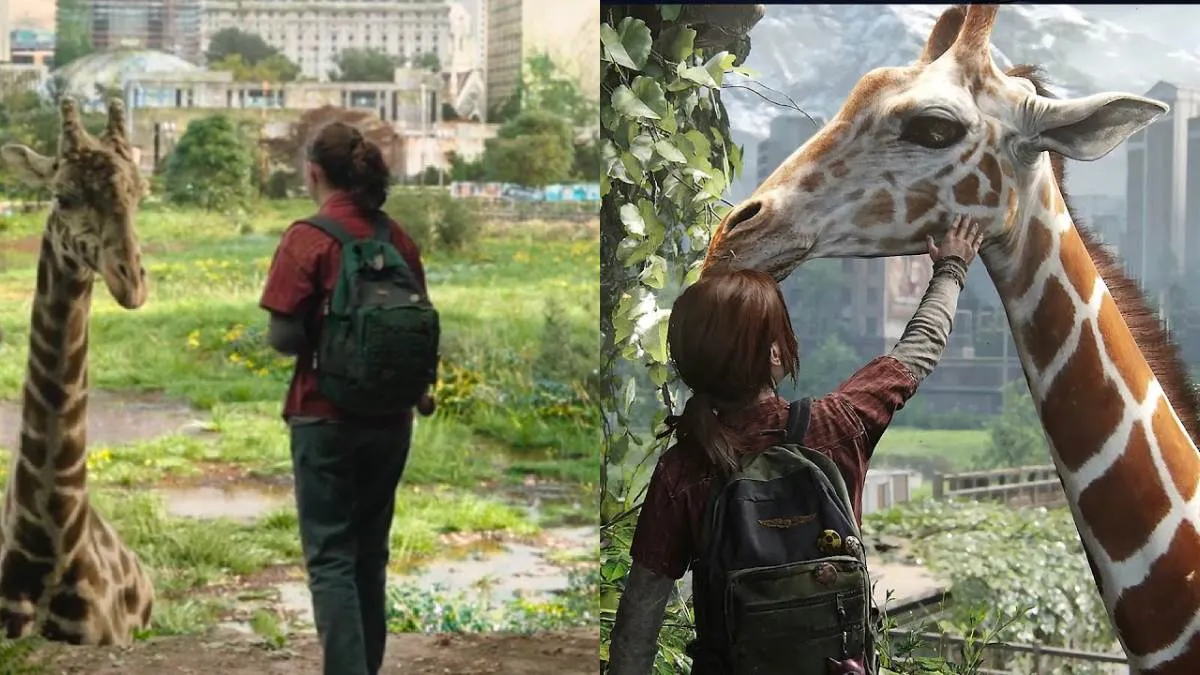 Ellie feeding the giraffe in The Last of Us Season 1 finale and in the video game