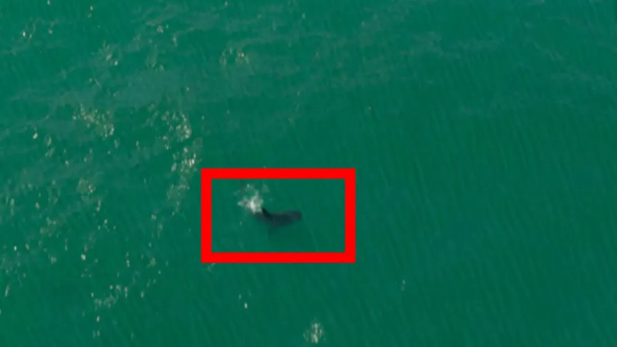 Possible GTA 6 Whale or Shark
