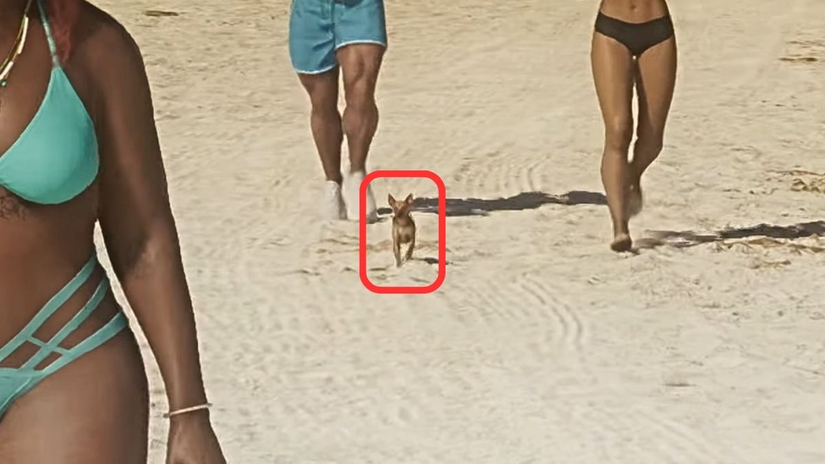 Pet chihuahua running on the beach in GTA 6 Trailer 1